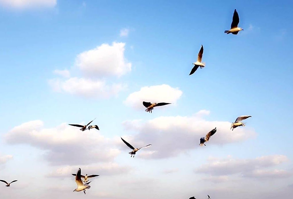 blogs about identity and self discovery - birds flying in the blue sky on a sunny morning